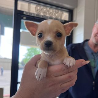Tiny tan Chihuahua puppy held in a hand indoors, with ears perked and looking at the camera