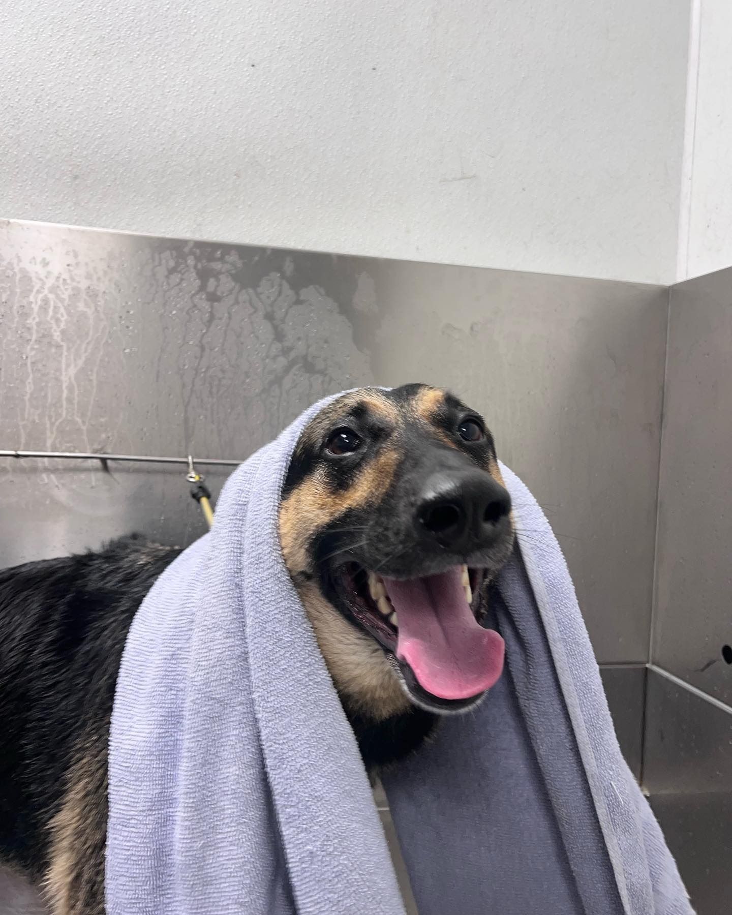 Happy wet dog with a towel draped over its head in a tiled bath area
