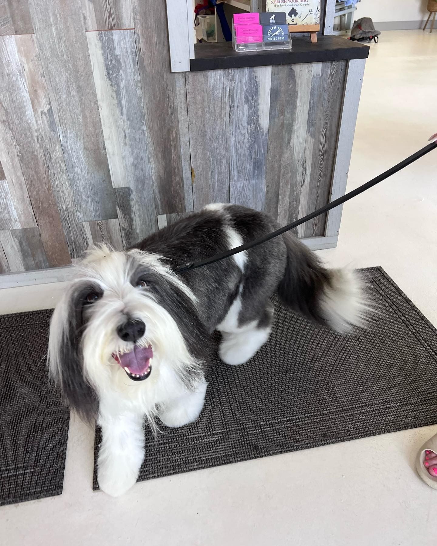 Fluffy black, white, and gray dog on a leash, standing on a mat in a lobby, mouth open and panting.