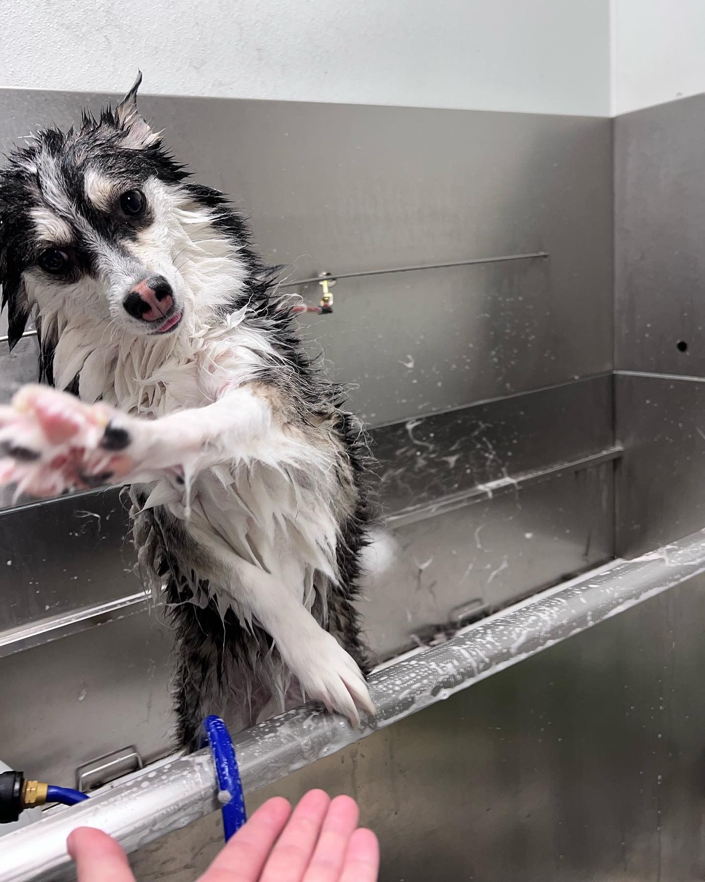 Wet black-and-white dog being bathed in a metal tub, paw raised toward the camera.
