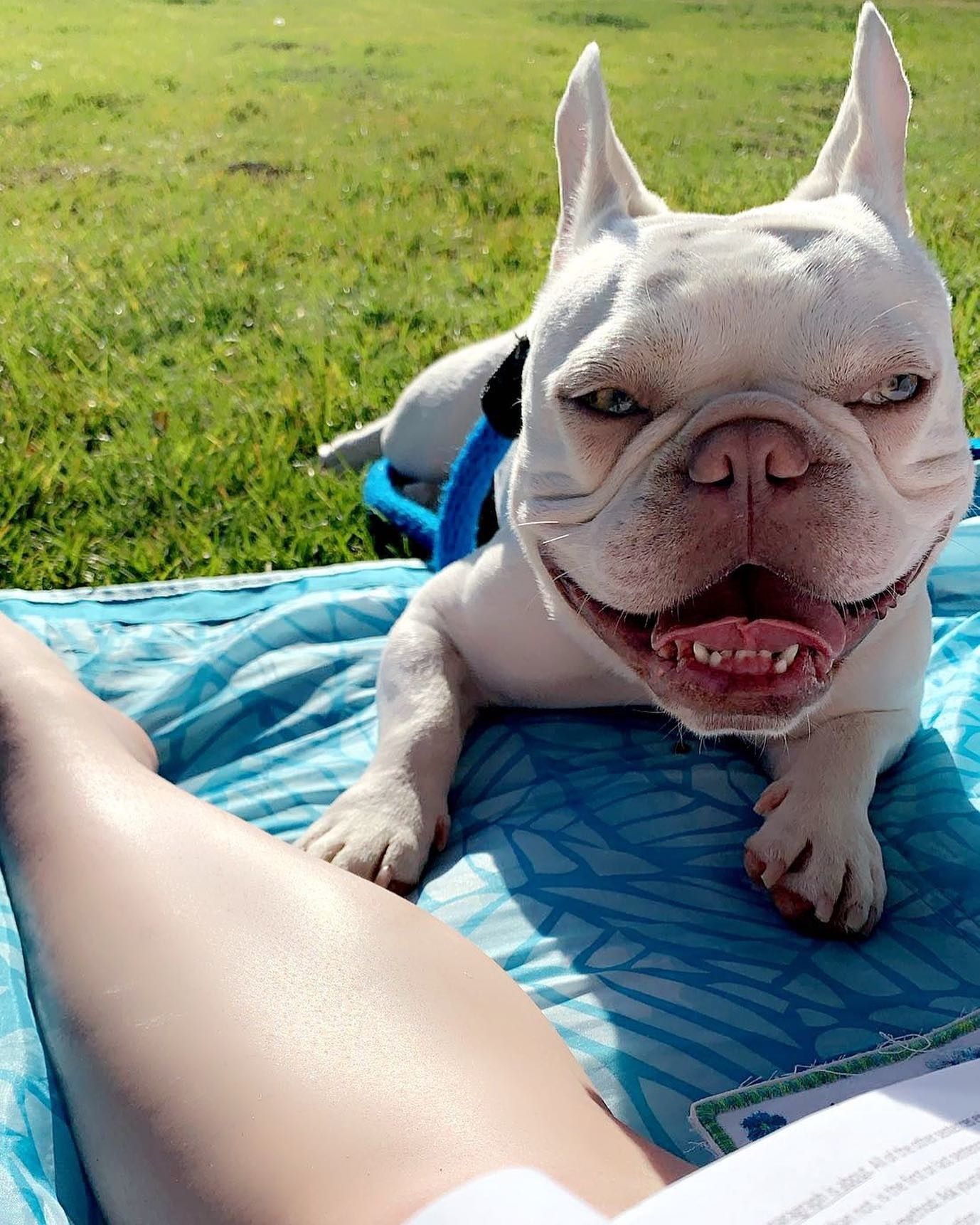Smiling white French bulldog on a blue blanket in the grass beside a person’s leg
