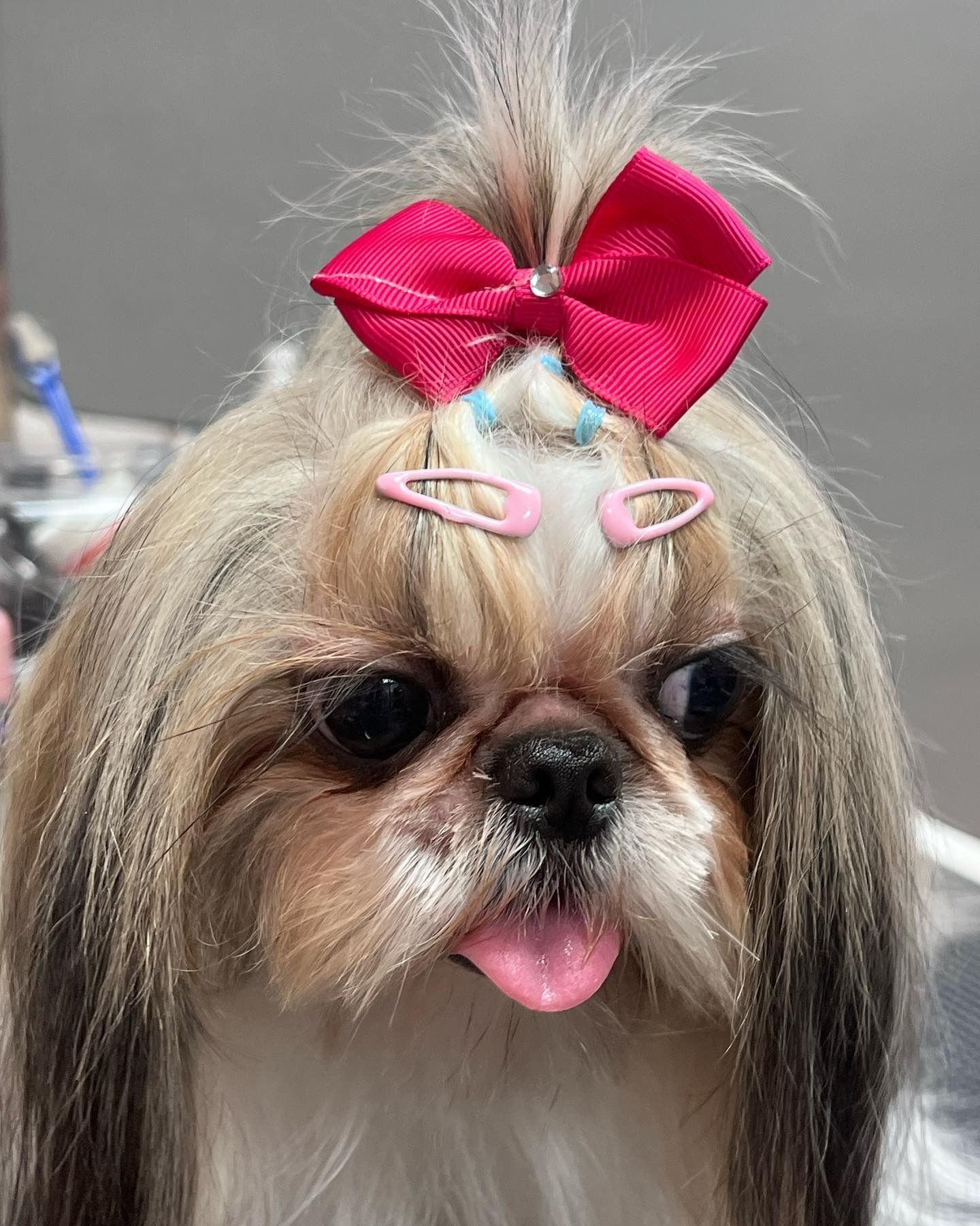 Small fluffy dog with pink bow and hair clips, tongue out, against a gray background
