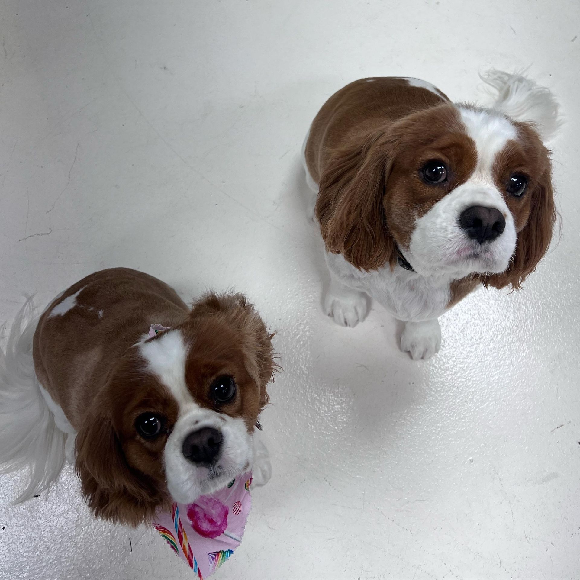 Two brown-and-white Cavalier King Charles Spaniels looking up on a white floor, one wearing a pink bandana.