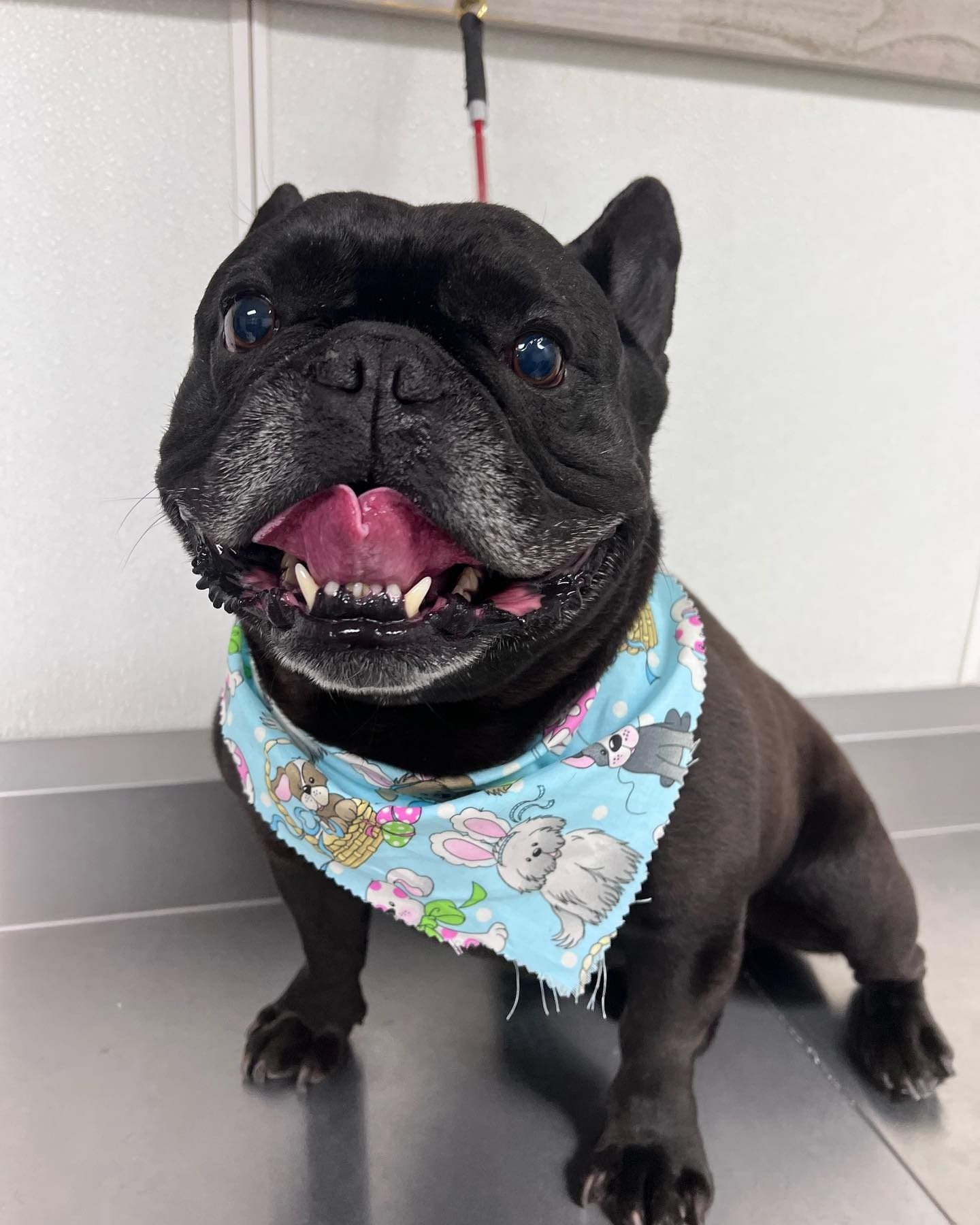 Black French bulldog wearing a blue floral bandana, sitting with mouth open and tongue out indoors