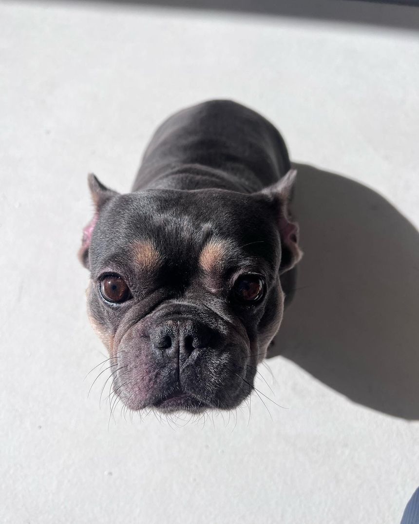 Small black French bulldog lying on a white surface, lit by sunlight and casting a shadow.