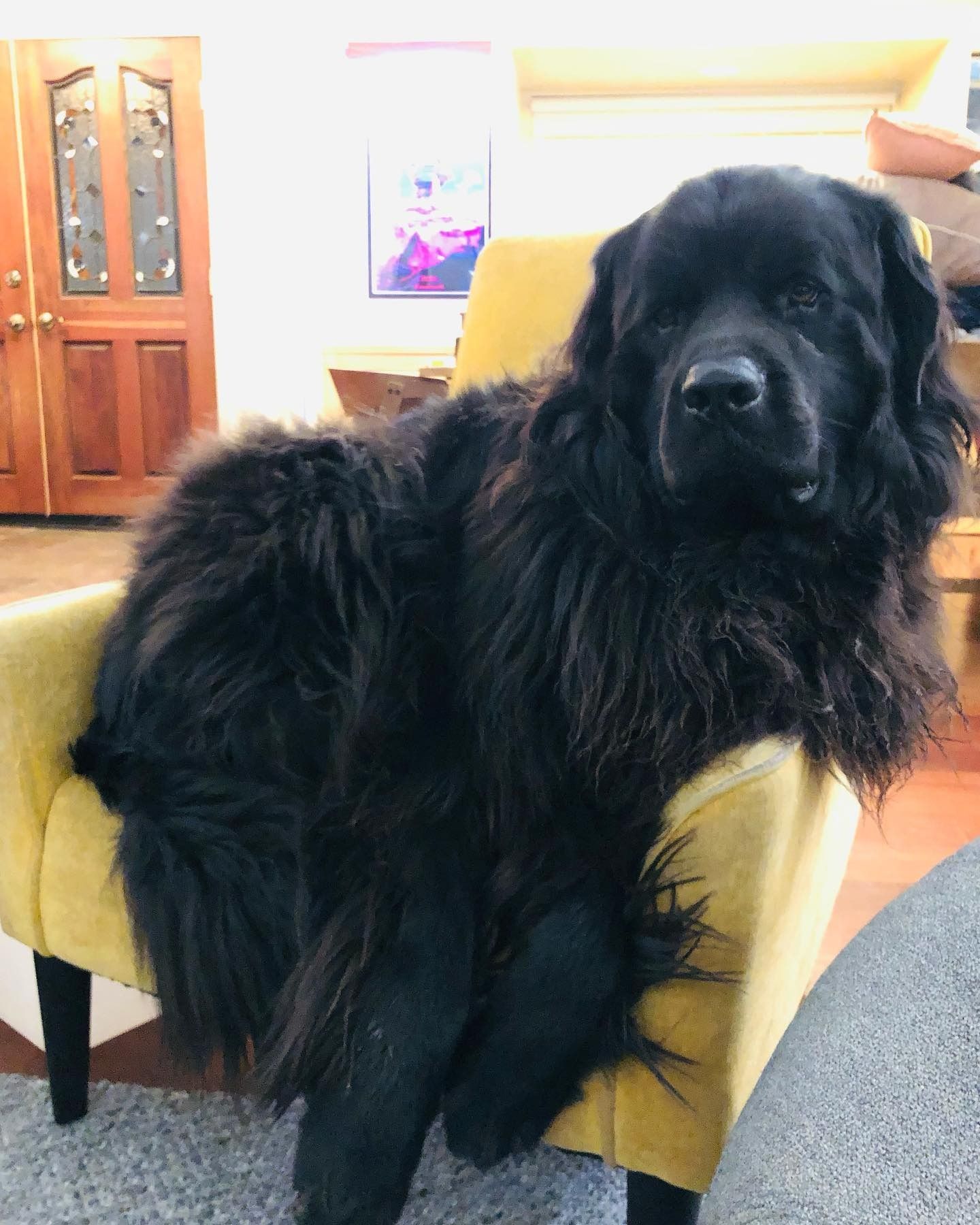 Large black shaggy dog resting on a yellow chair in a living room