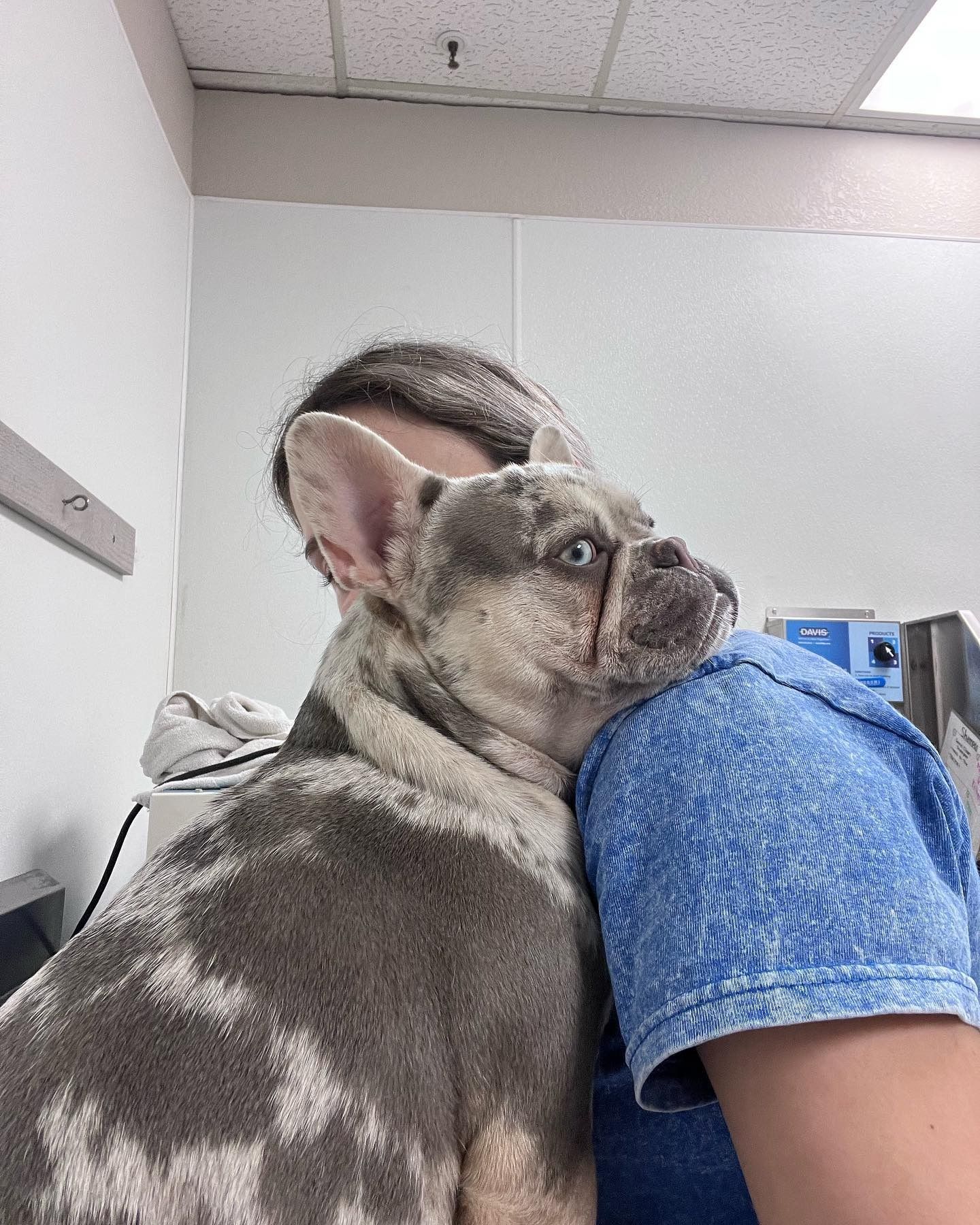 French bulldog leaning on a person’s shoulder in an office room