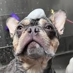 French bulldog with soap suds on its head, looking up in a bathtub