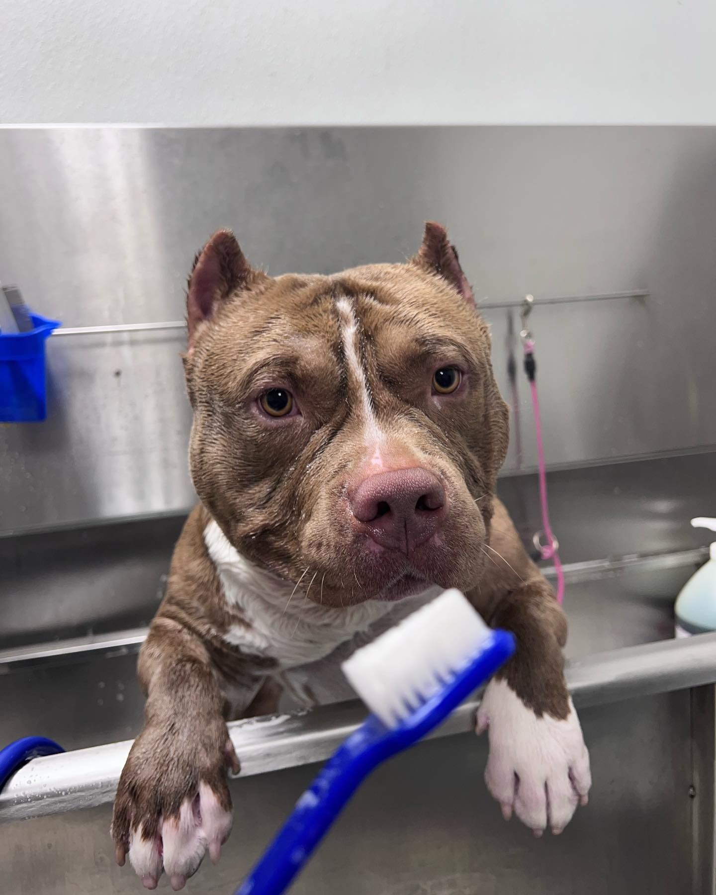Brown-and-white dog being brushed at a stainless-steel grooming sink