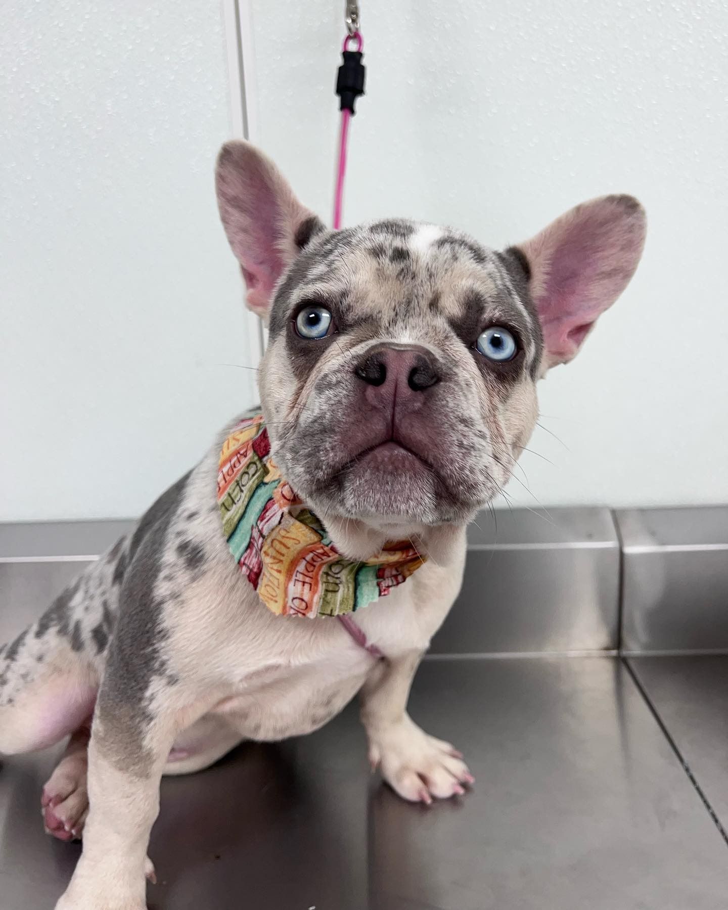Merle French bulldog with blue eyes on a stainless steel table, wearing a colorful collar and pink leash.