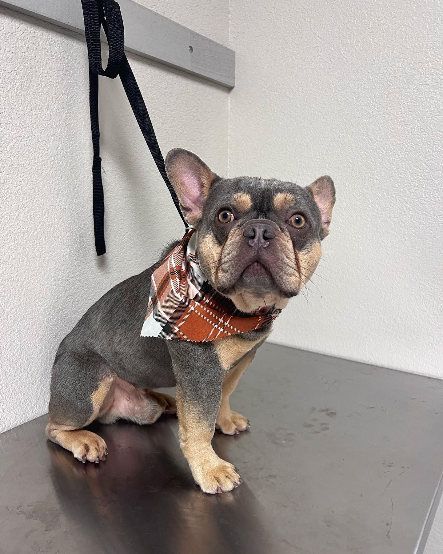 Small French bulldog wearing a plaid bandana sitting on a grooming table