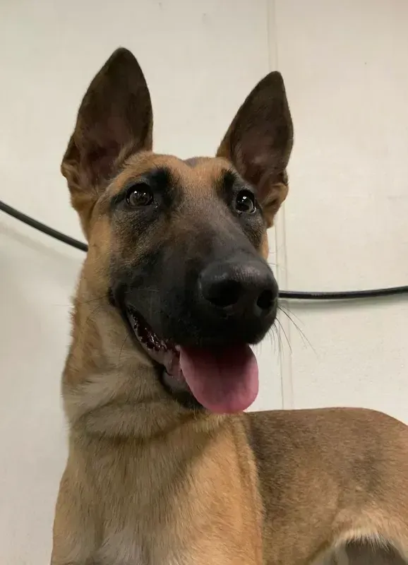 Tan Belgian Malinois with ears up, panting against a light wall