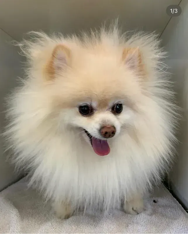 Fluffy cream-colored Pomeranian sitting in a crate, looking happy with tongue out