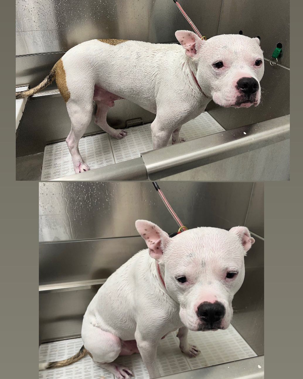 White puppy sitting in a stainless steel sink, shown from side and front view, with a leash attached