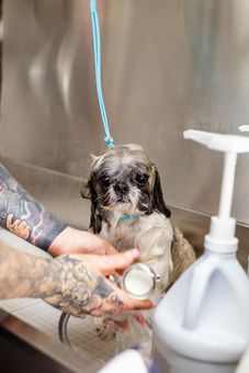 Wet dog being bathed in a grooming tub while a person rinses it with a bottle sprayer