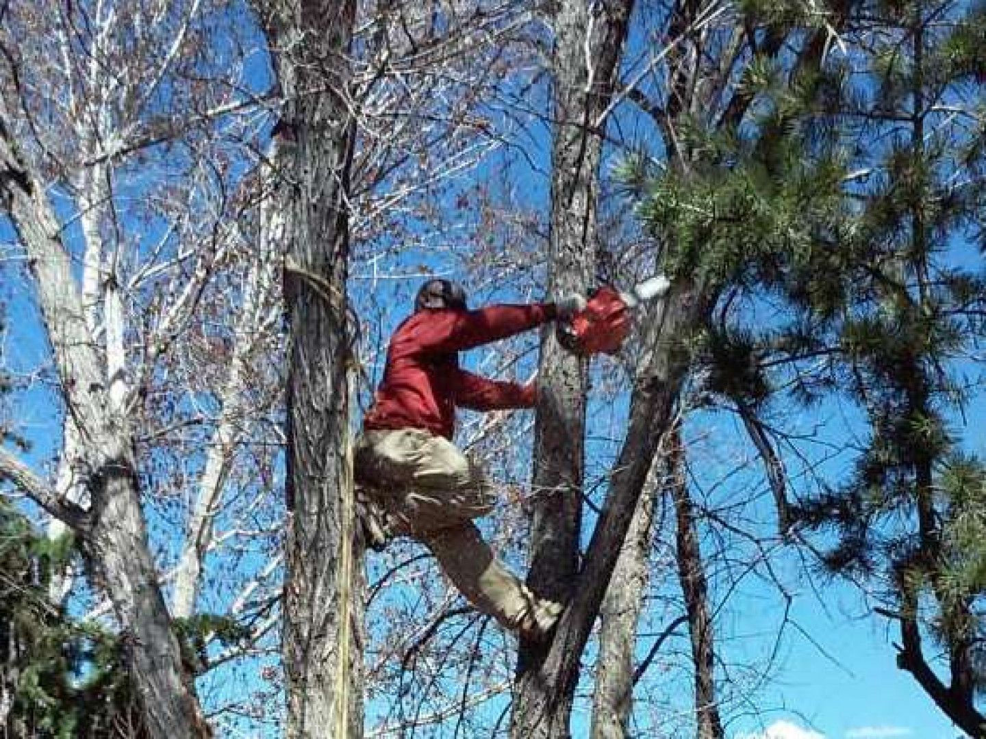 Person in a red jacket climbing a tree with a chainsaw in a wooded area