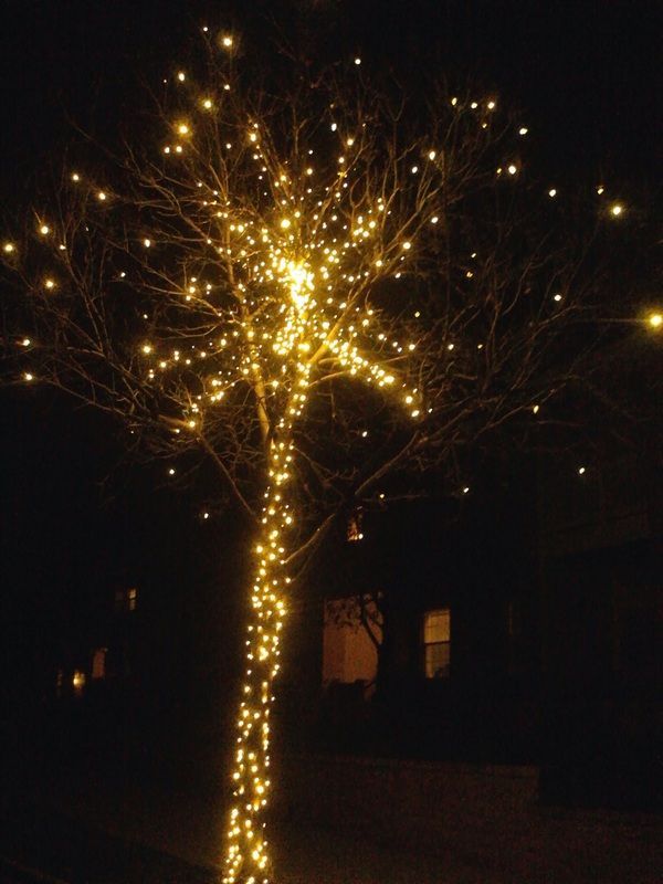 Tree wrapped in warm white holiday lights at night, glowing against a dark background.