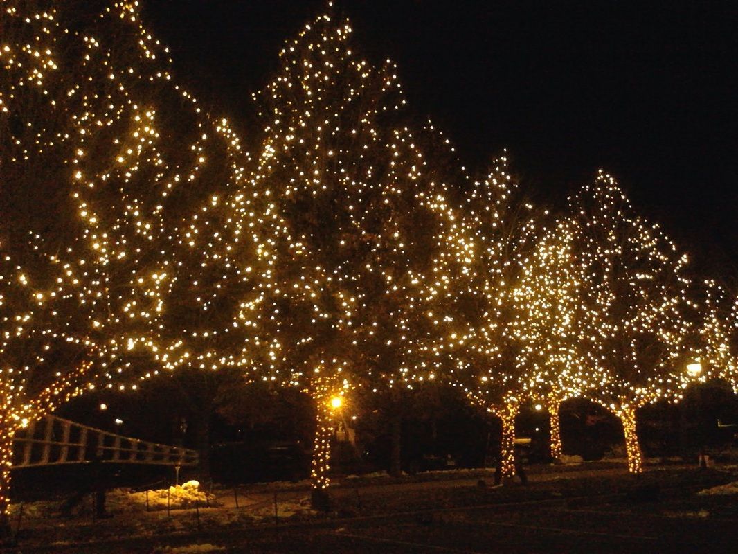 Trees wrapped in warm white lights at night in a park or plaza