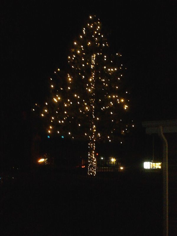 Lit Christmas tree at night with warm white lights in a dark outdoor setting