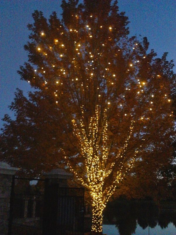 Tree wrapped in warm white string lights beside a dark pond at dusk