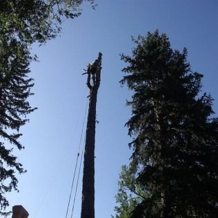 A tall tree trunk with a worker at the top, silhouetted against a blue sky in a forest clearing