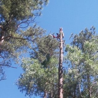 Tall tree trunk rising above pine trees against a clear blue sky