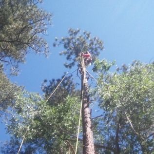 Person at the top of a tall tree against a blue sky, with ropes hanging down