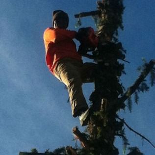 Person in an orange shirt climbing a tall tree against a blue sky