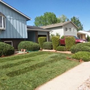 Suburban homes with manicured lawns, trimmed bushes, and a sidewalk under a clear blue sky