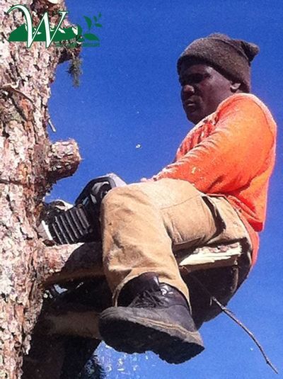Person in orange jacket and tan pants climbing a tree against a blue sky.