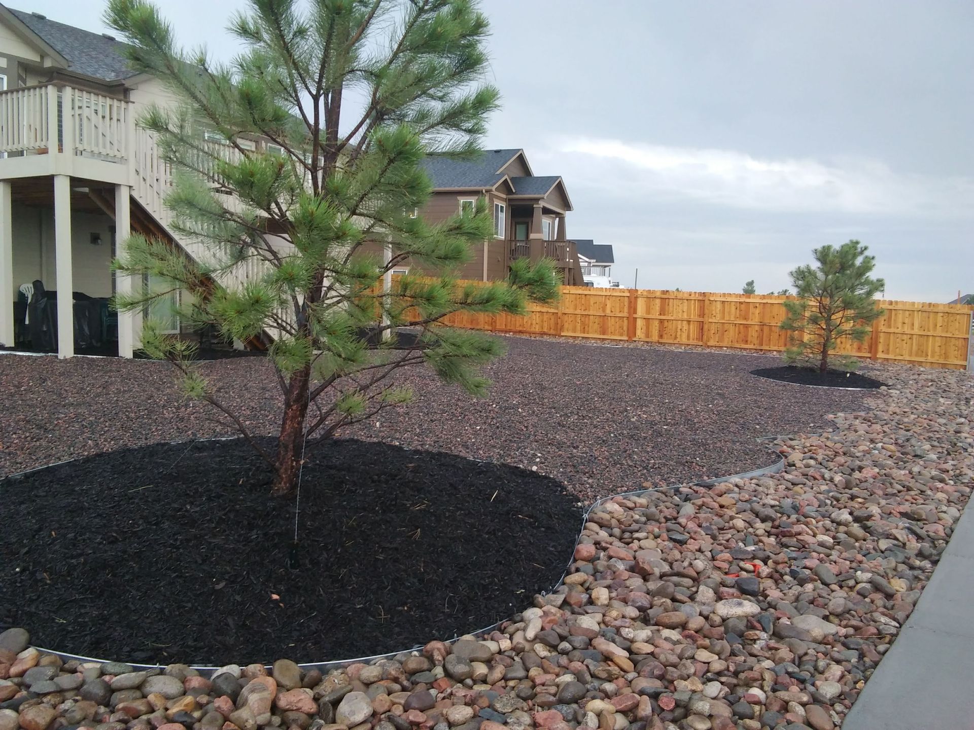 Landscaped front yard with young pine tree, rock mulch, and wooden fence beside houses