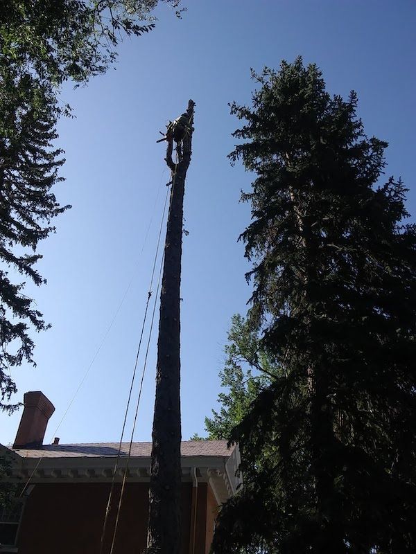 Tall cut tree trunk beside a house, with cables hanging down and evergreen trees against a blue sky.