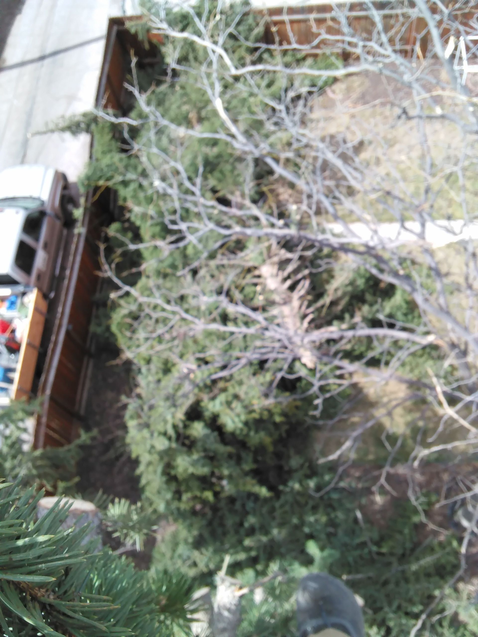 Overturned truck beside a snowy roadside with trees and dense greenery