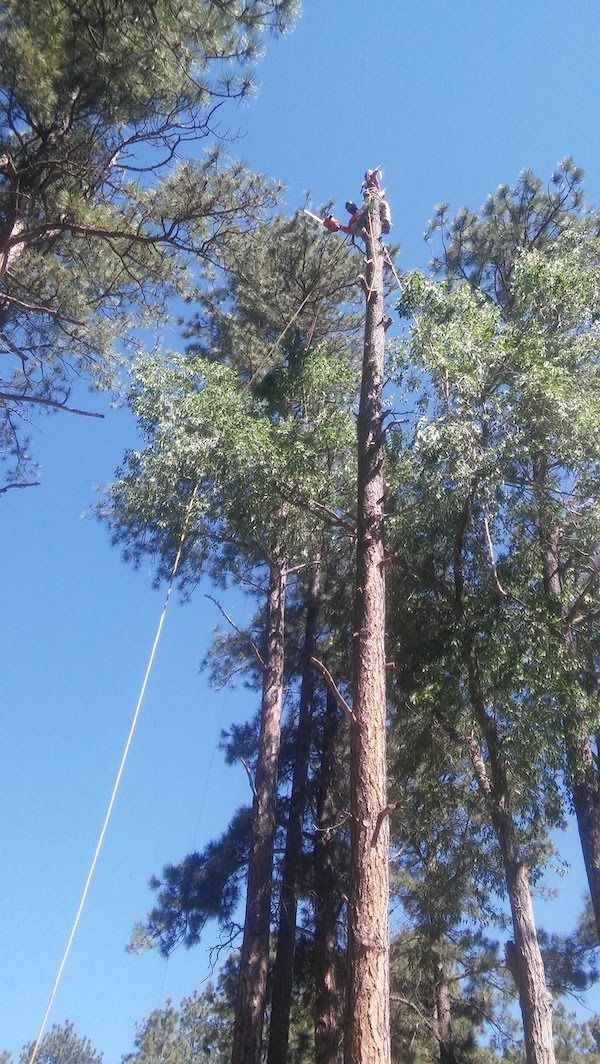 Tall trees reaching into a bright blue sky, with one tree trunk stripped bare near the top.