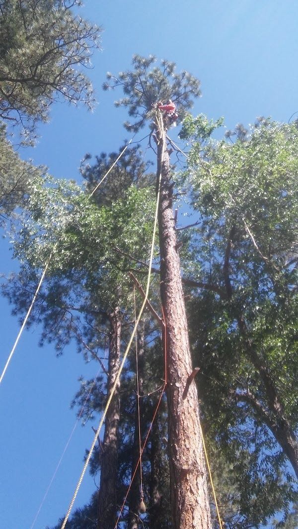 Tree trimmer high on a tall tree, ropes visible against a blue sky and green foliage