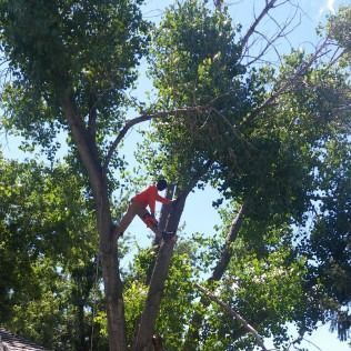 Person in red climbs a tree amid dense green foliage under a bright blue sky