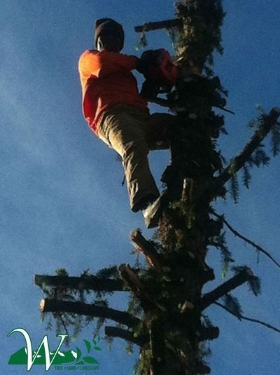 Person climbing a tall tree trunk, wearing an orange shirt and tan pants under a blue sky