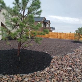 Landscaped yard with a young pine tree, dark mulch, rock border, and wooden fence beside houses.