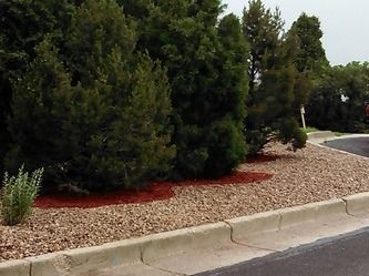 Shrubs and trees along a curb beside a paved road and gravel landscaping.