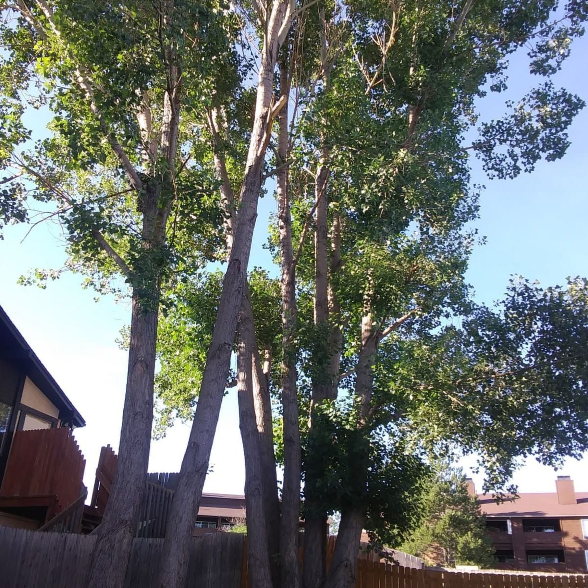 Tall leafy trees beside a building under a clear blue sky in a sunny courtyard