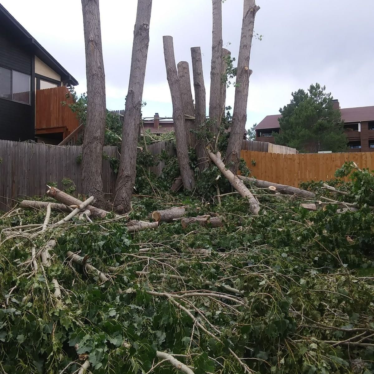 Recently cut tree trunks and branches piled in a residential backyard with a wooden fence.