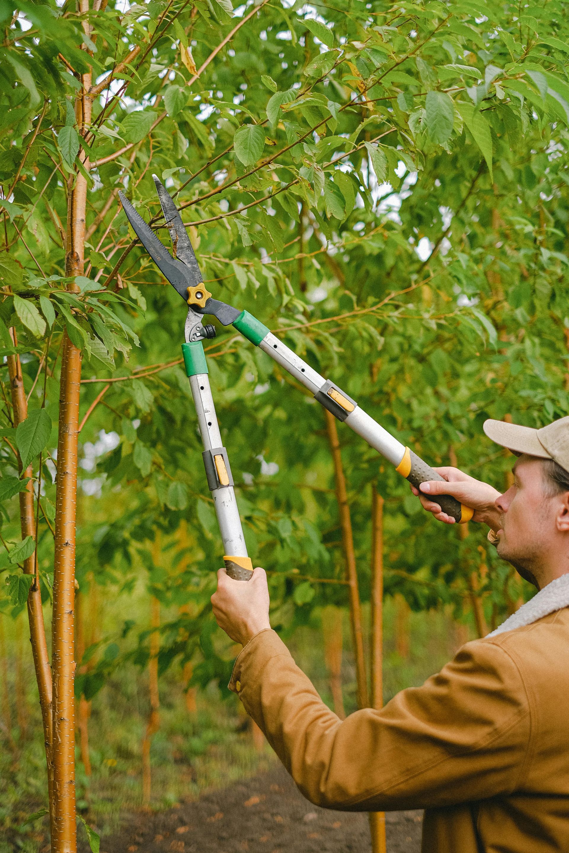 Person using long-handled pruning shears to trim tree branches in an orchard