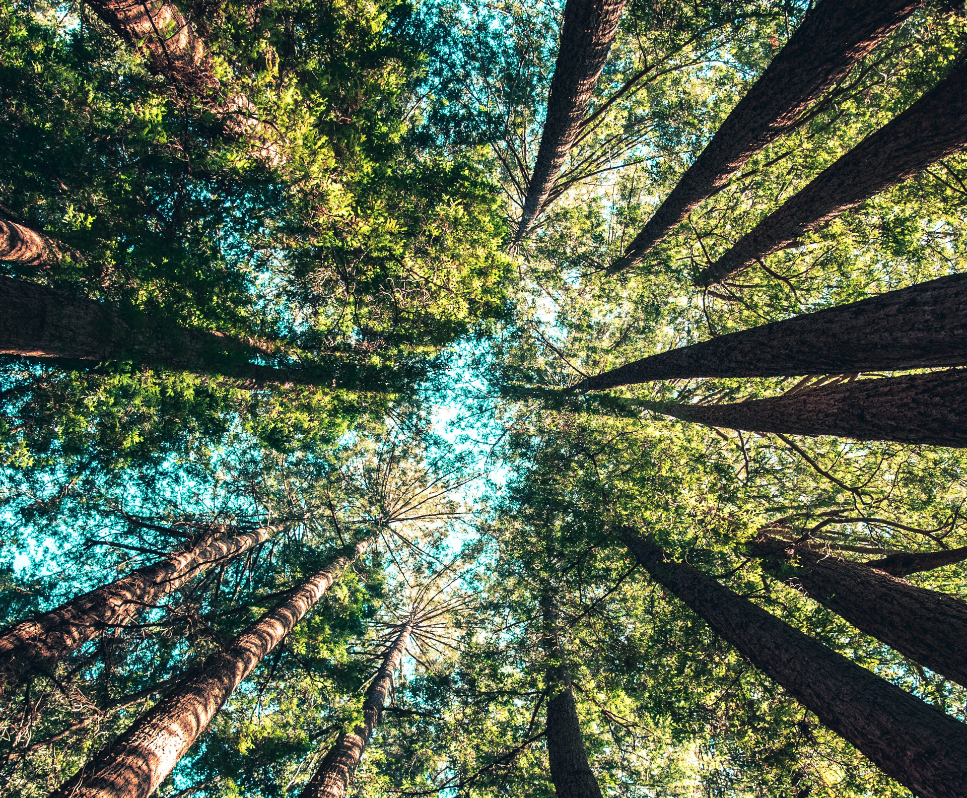 Tree Growth Specialist in Shawnee, OK Tree Growth Specialist in Shawnee, OK