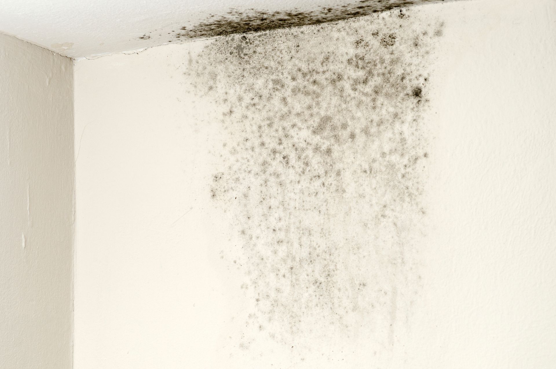 Damp wall | Sacramento, CA| CA Commercial & Residential Roofing