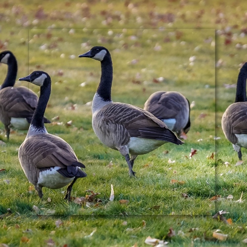 Multi Geese Wildlife Removal & Pest Control | Jackson Hole, WY