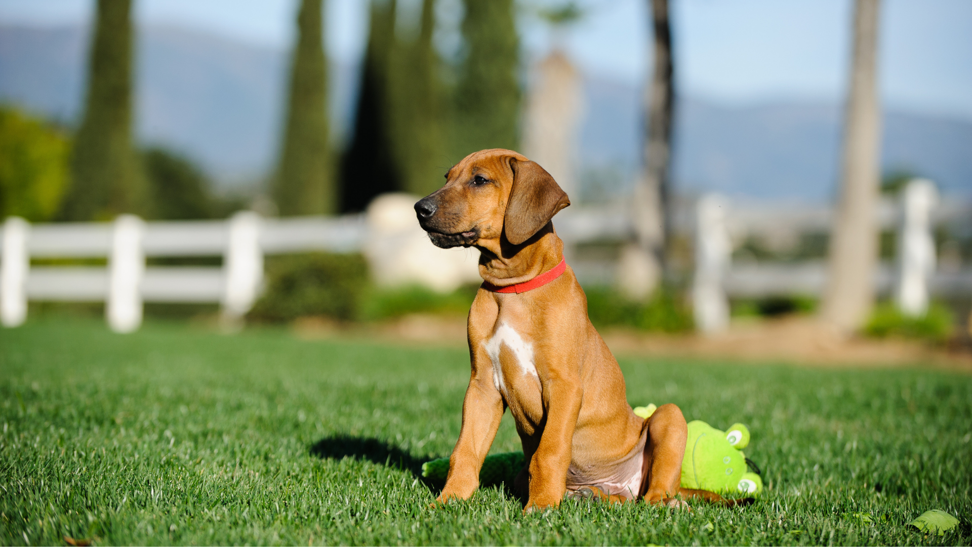 Brown dog with red collar sitting on green grass near a tennis ball, with a white fence in the background