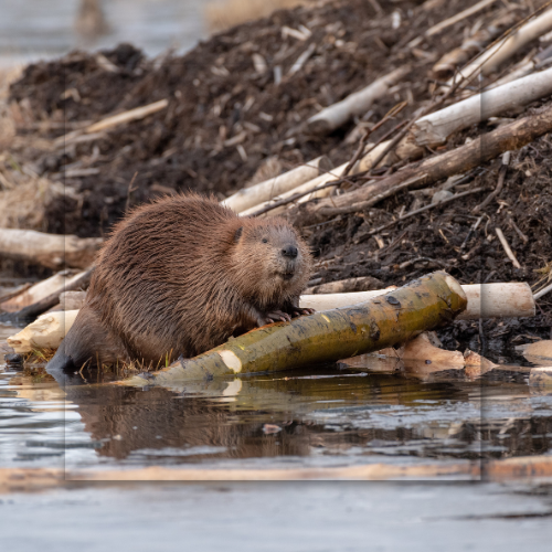 A beaver is standing on a log in the water.