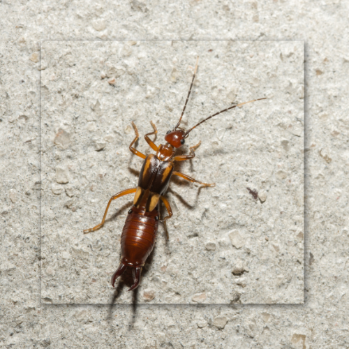 An earwig is crawling on a concrete surface