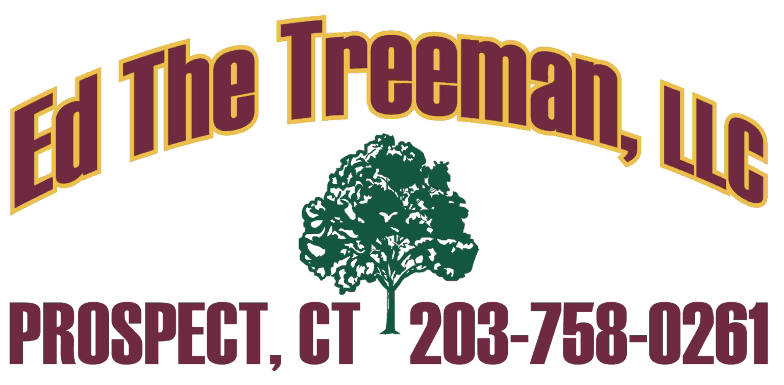 Ed the Tree Man, LLC | Tree Service in Waterbury, CT Ed the Tree Man, LLC | Tree Service in Waterbury, CT