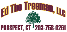 Ed the Tree Man, LLC | Tree Service in Waterbury, CT